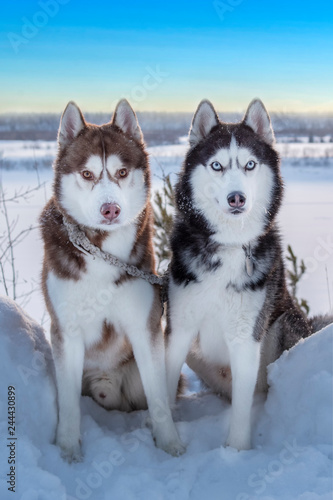 Portrait two dogs Siberian husky on the background of the winter landscape. 