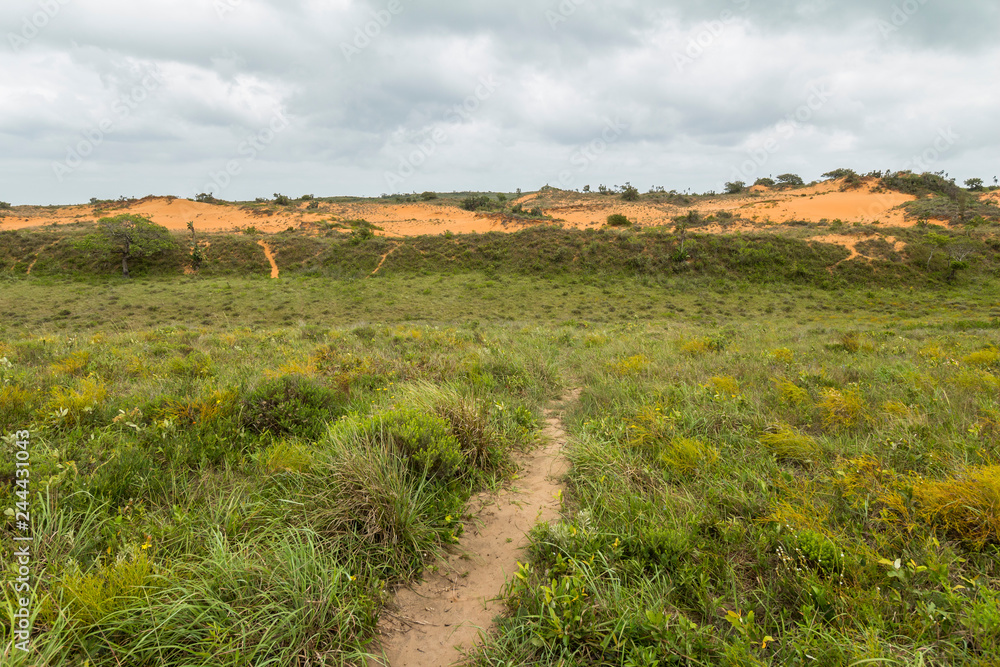 Red sand dunes in St. Lucia wetlands park in South Africa Red sand dunes in St. Lucia wetlands park in South Africa