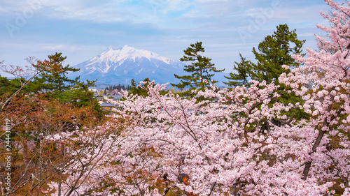  Full bloom Sakura - Cherry Blossom at Hirosaki park, Japan