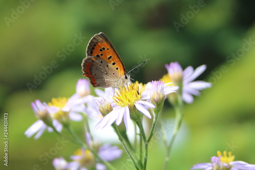 A small orange butterfly "copper" in Japan . ベニシジミ（10月、東京、日本）