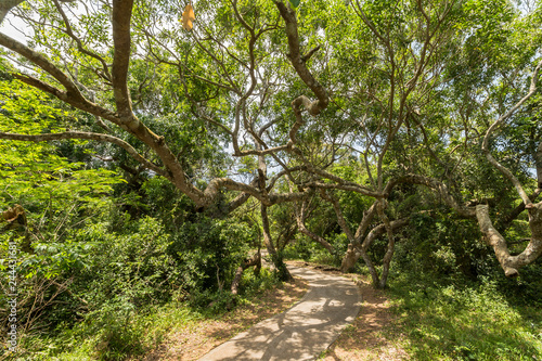 St. Lucia wetlands park landscape, South Africa