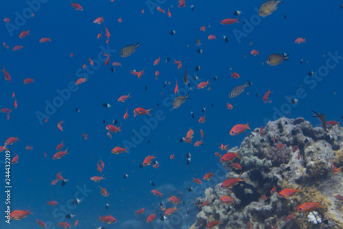 Shoal of Lyretail Anthias  Arabian Chromis  and Half-and-Half Chromis in Red Sea