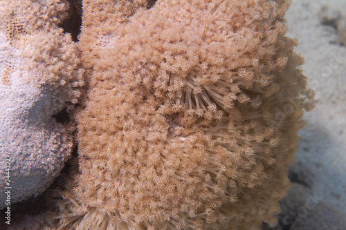 Goniopora columna Coral Colony in Red Sea photo