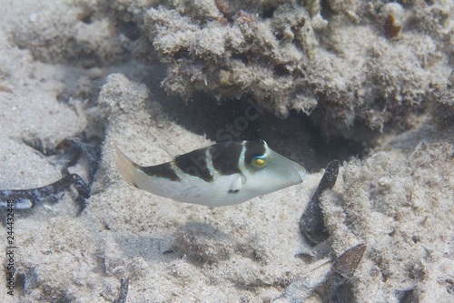 Crowned Toby in Red Sea photo