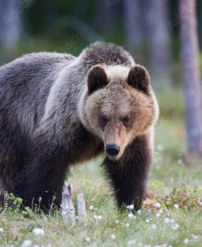 Brown bear in the finnish taiga