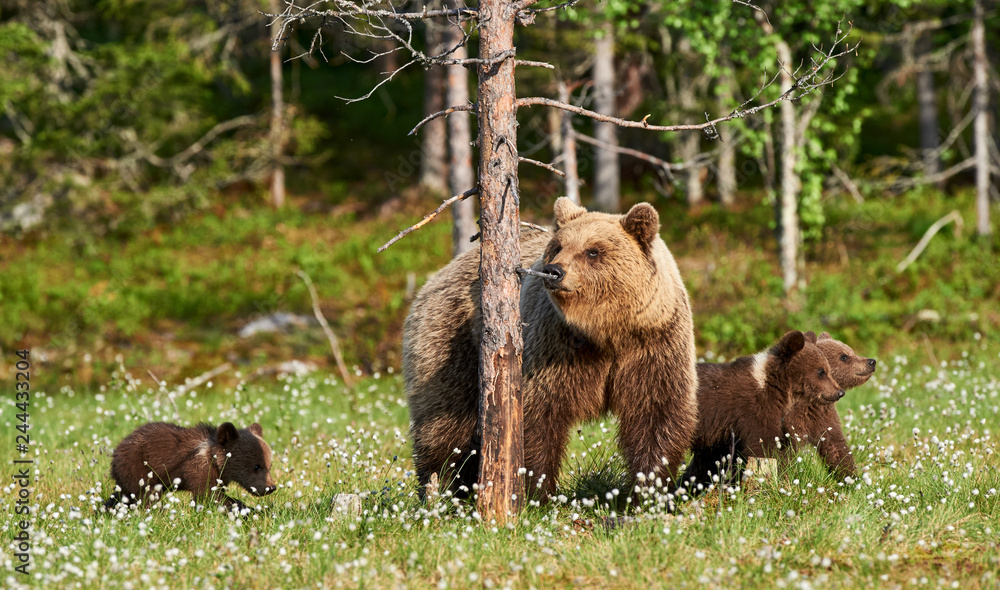 Female brown bear and her cubs Stock Photo | Adobe Stock