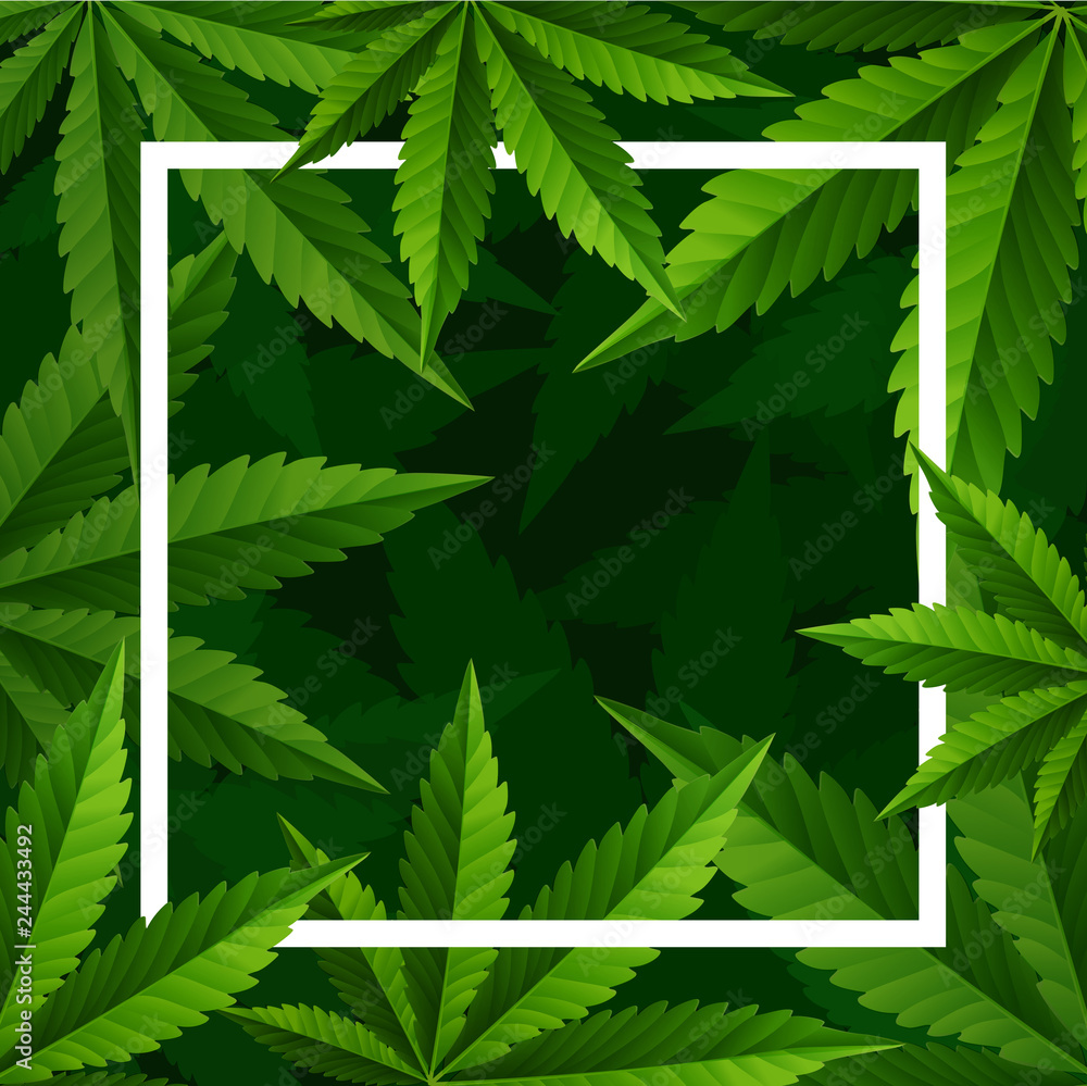 Marijuana plant and cannabis on green background.