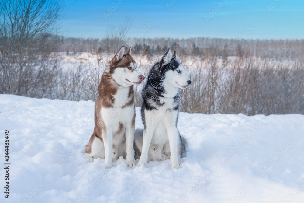 Portrait two dogs Siberian husky on the background of the winter landscape. Portrait two dogs Siberian husky on the background of the winter landscape.