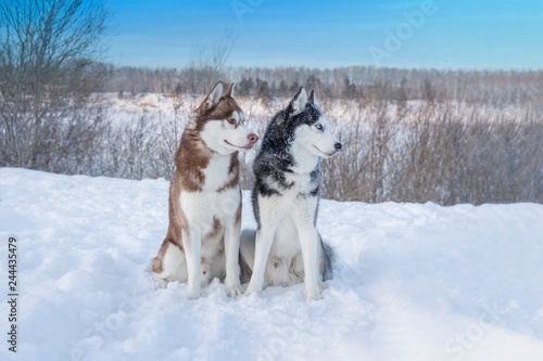 Portrait two dogs Siberian husky on the background of the winter landscape. 