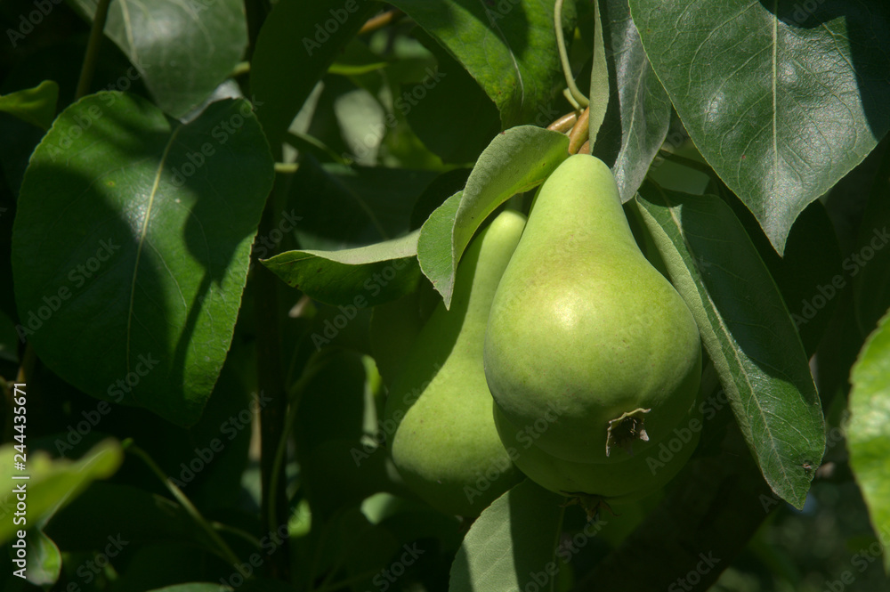 Close-up of pears and leaves on a branch in a gardren. Healthy organic natural fruit. Close-up of pears and leaves on a branch in a gardren. Healthy organic natural fruit.