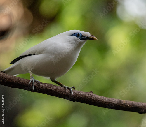 Brilliant White Plumage on a Close Up of a Bali Myna with Blue Eye Patch © dan