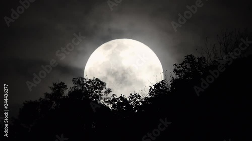 Full moon rising behind trees.