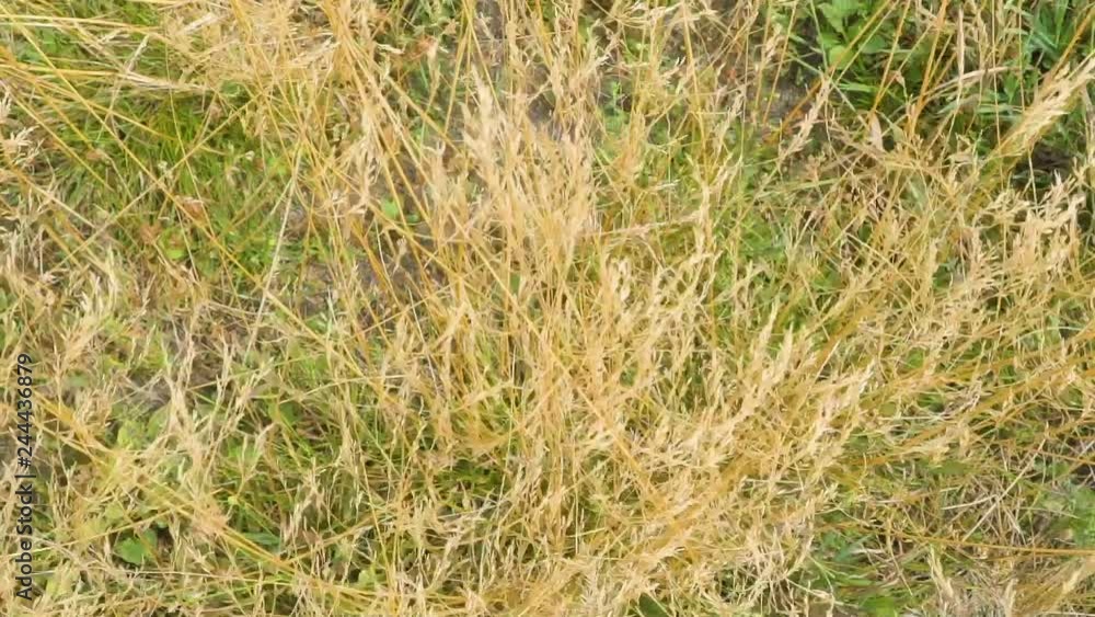 21856_Top_view_of_the_waving_grains_in_the_pasture.mov 21856_Top_view_of_the_waving_grains_in_the_pasture.mov