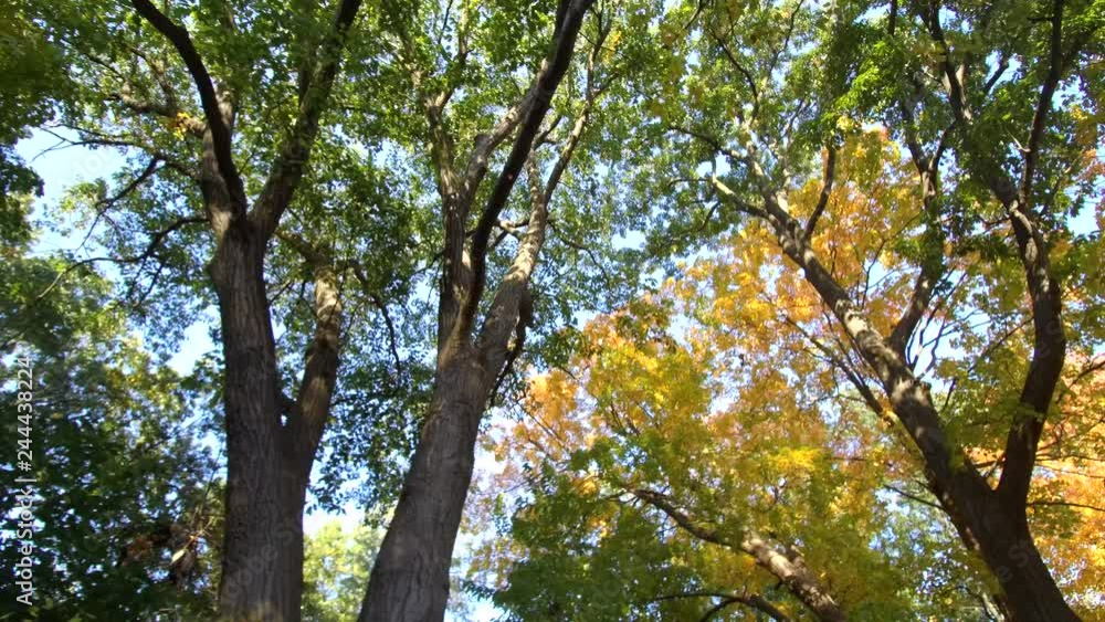 Beautiful Autumn Trees Looking Up 001 Beautiful Autumn Trees Looking Up 001