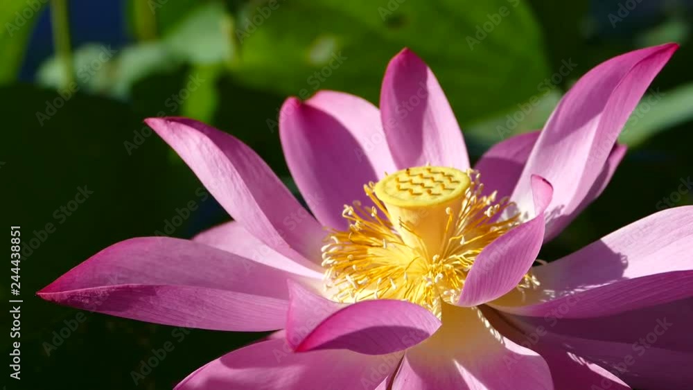 pink lotus at the moring with nice background color pink lotus at the moring with nice background color