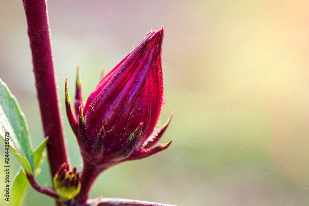 Closeup Roselle and leaves on the tree with morning sunlight. Closeup Roselle and leaves on the tree with morning sunlight.