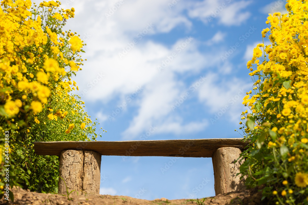 Bench among yellow chrysanthemum field with the white clouds and blue sky background. Bench among yellow chrysanthemum field with the white clouds and blue sky background.