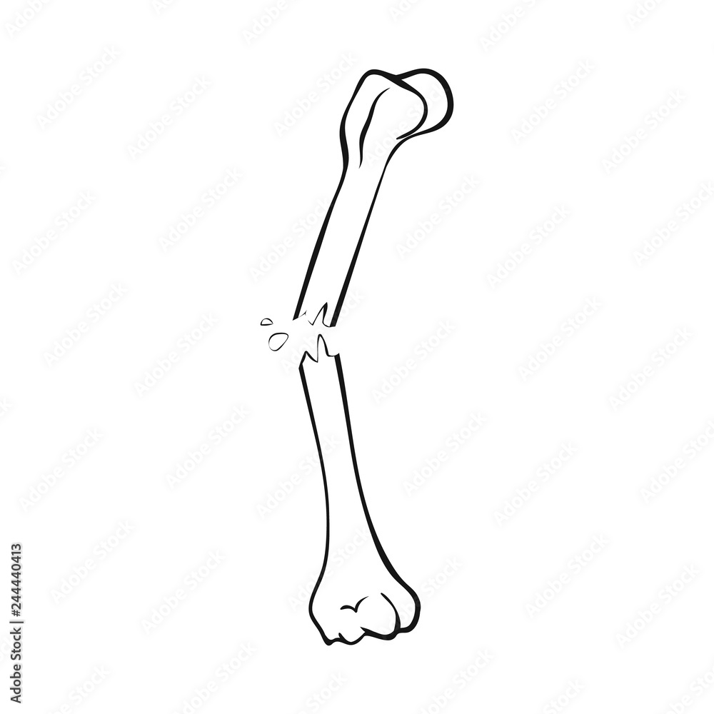 Vector illustration of bone and skeleton sign. Collection of bone and human stock symbol for web. Vector illustration of bone and skeleton sign. Collection of bone and human stock symbol for web.