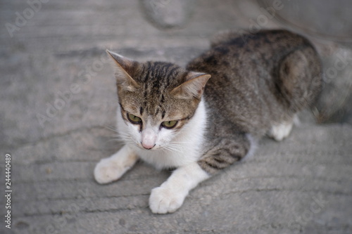 Thai cat on the gray concrete.