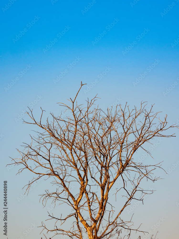 dead trees in the blue sky background dead trees in the blue sky background