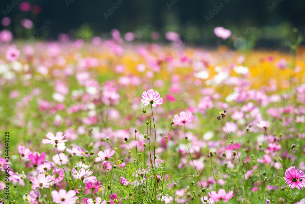 field cosmos it beauty in the morning