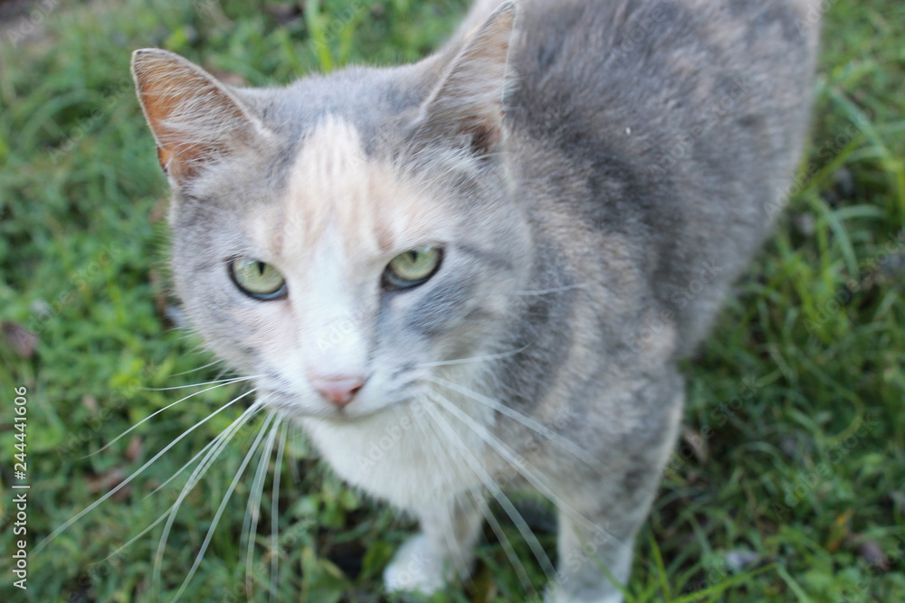 cat on the grass