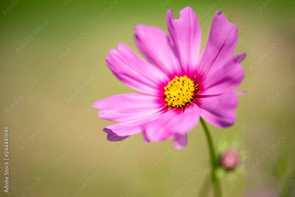 pink cosmos flower beautiful