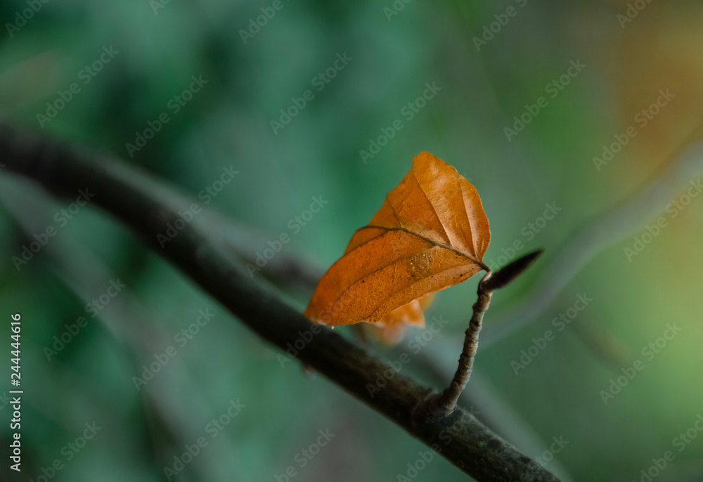 Autumn leaf in focus and background out of focus / Orange leaf in focus and a blurry background Autumn leaf in focus and background out of focus / Orange leaf in focus and a blurry background