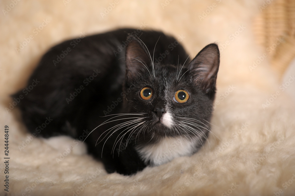 black and white kitten with orange eyes