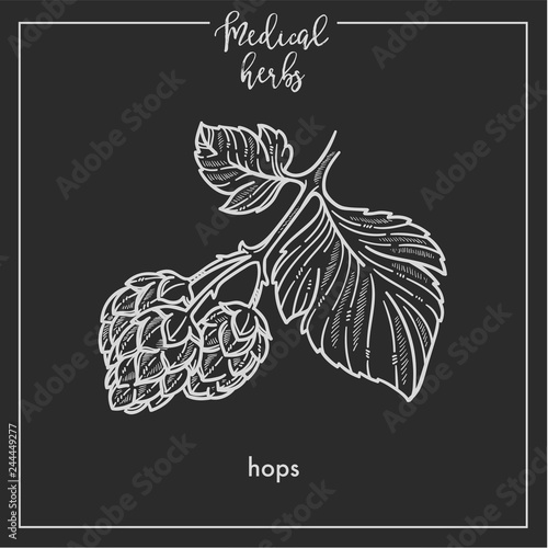 Hops medical herb sketch botanical design icon for medicinal herb or phytotherapy herbal tea infusion package.