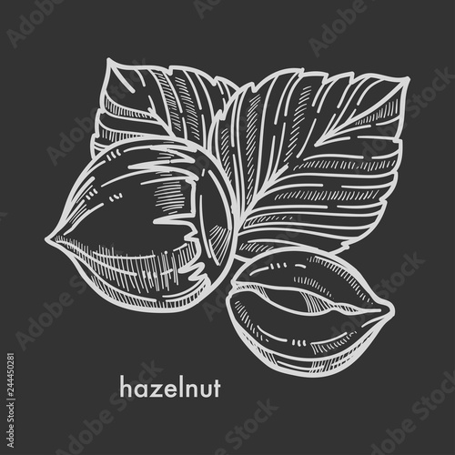 Whole healthy tasty ripe hazelnut with big leaves.