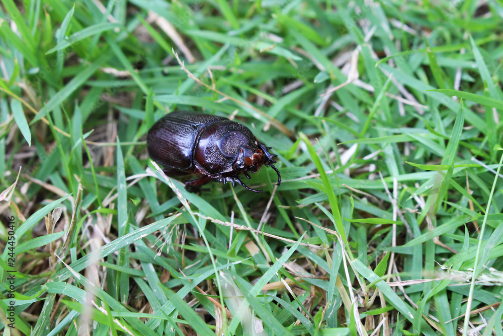 dark brown beetle on green grass dark brown beetle on green grass