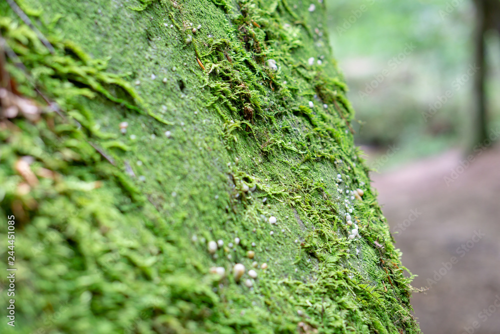 Moss covered rocks in macro detail Moss covered rocks in macro detail