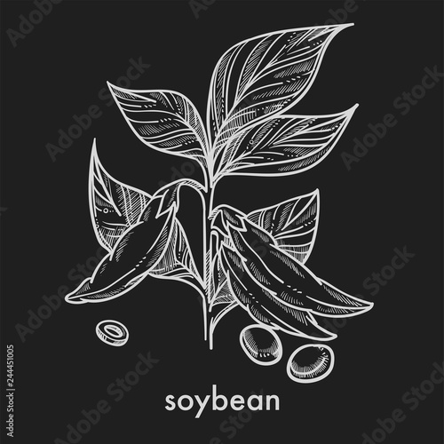Soybean grains on stem with leaves monochrome sketch.