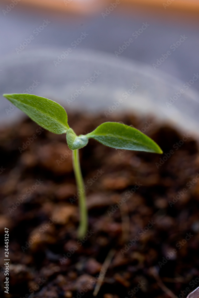 Little Green Plant or Tree with Dirt and soil Little Green Plant or Tree with Dirt and soil