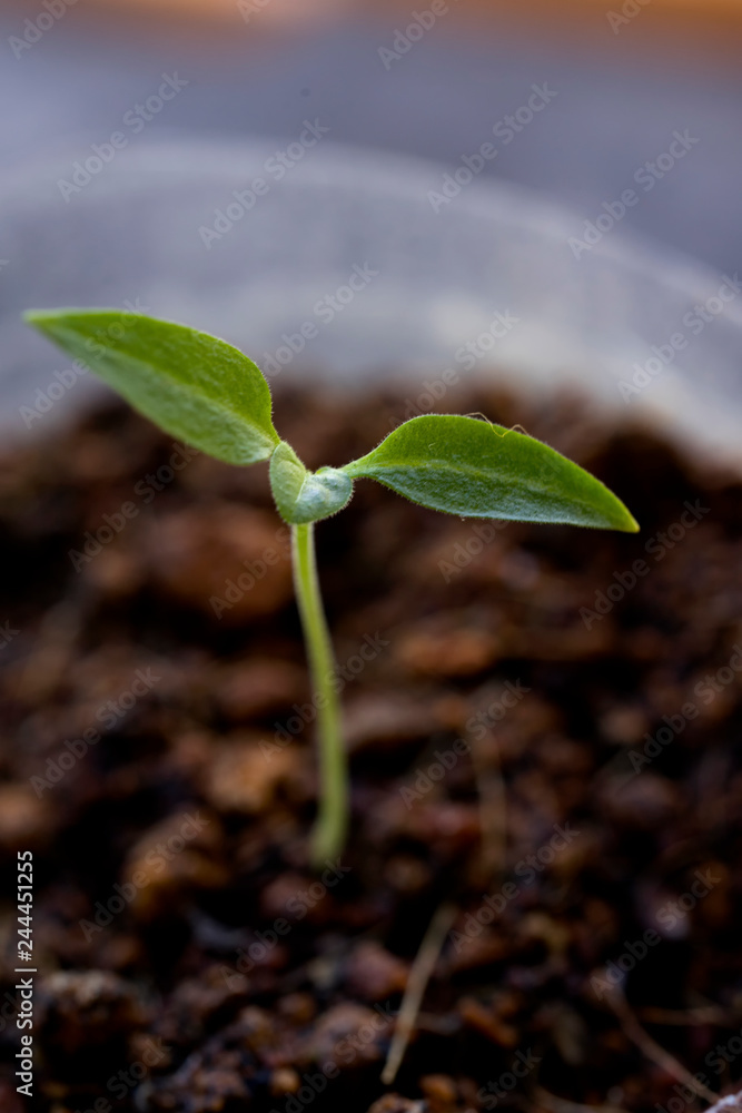 Little Green Plant or Tree with Dirt and soil Little Green Plant or Tree with Dirt and soil