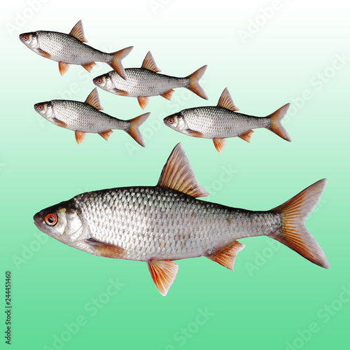 Fish roach on a light background. Isolated on white.