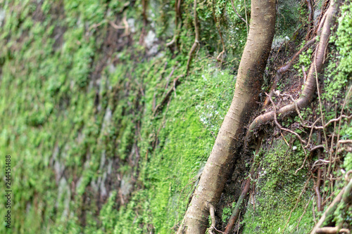 Root hanging down moss covered rock