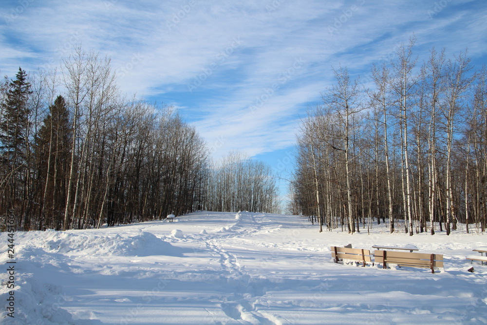 Snowy Trail, Elk Island National Park, Alberta Snowy Trail, Elk Island National Park, Alberta