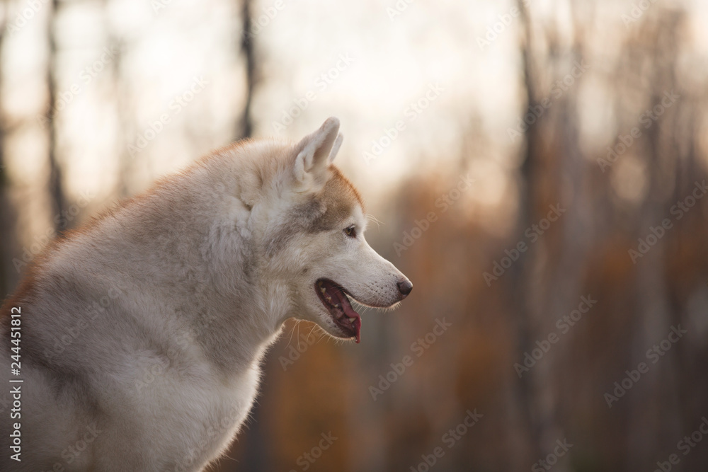 Naklejka premium Beautiful and free Beige dog breed Siberian Husky sitting in the late autumn forest at sunset