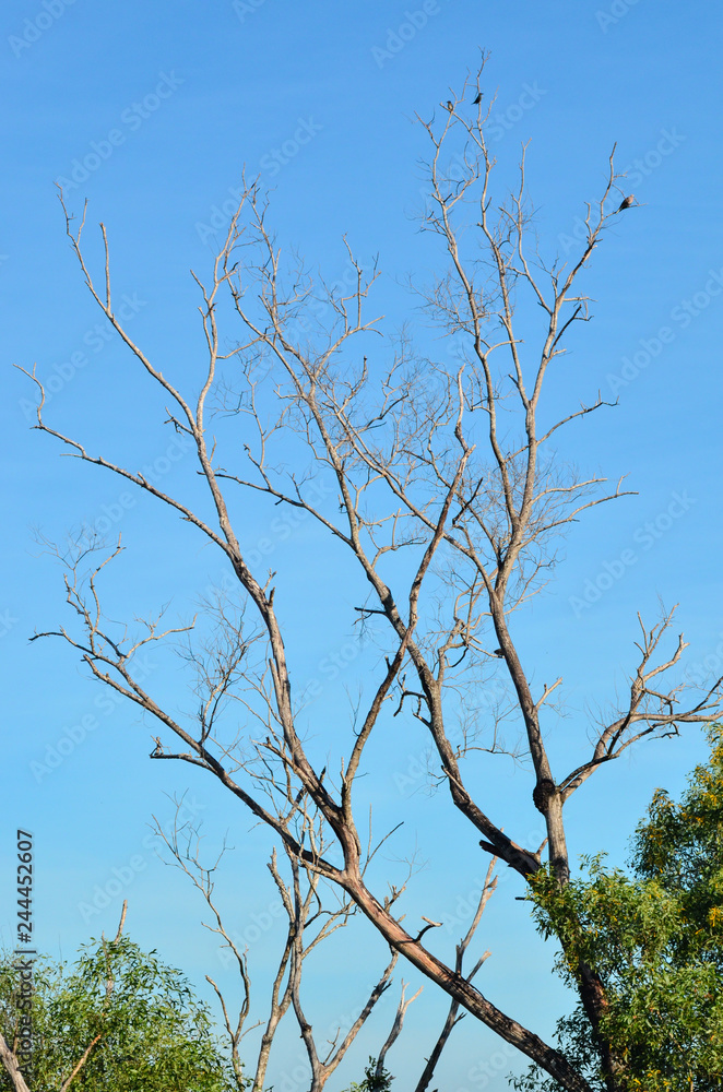 Dying tree with birds with blue sky. Dying tree with birds with blue sky.