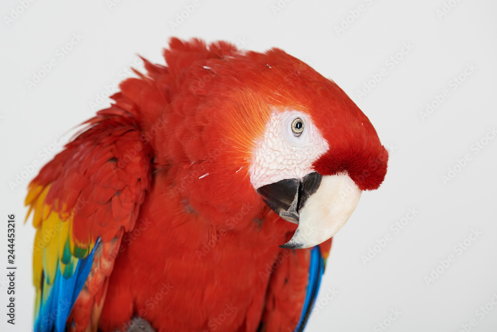 Portrait of red color parrot