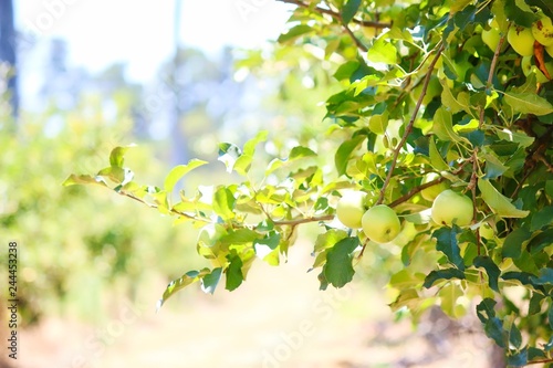 Young Apples Growing On Tree In Stanthorpe, Australia