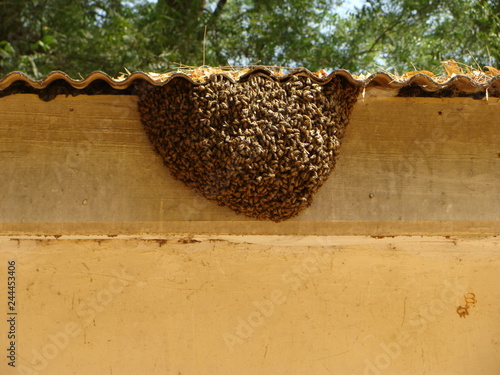 LIVING IN HARMONY WITH BEE COLONIES