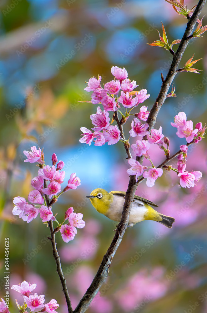 oriental white-eye on Wild Himalayan Cherry in nature oriental white-eye on Wild Himalayan Cherry in nature