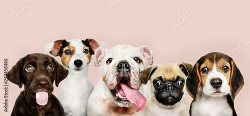 Fotografiet Group portrait of adorable puppies