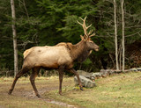 Elk Bull Walking