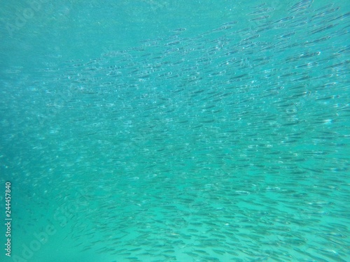 Fish herd in Underwater world