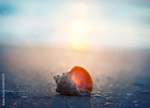 Sea shell on the sea and sandy beach sunset blurred background. Write Your Text Here.