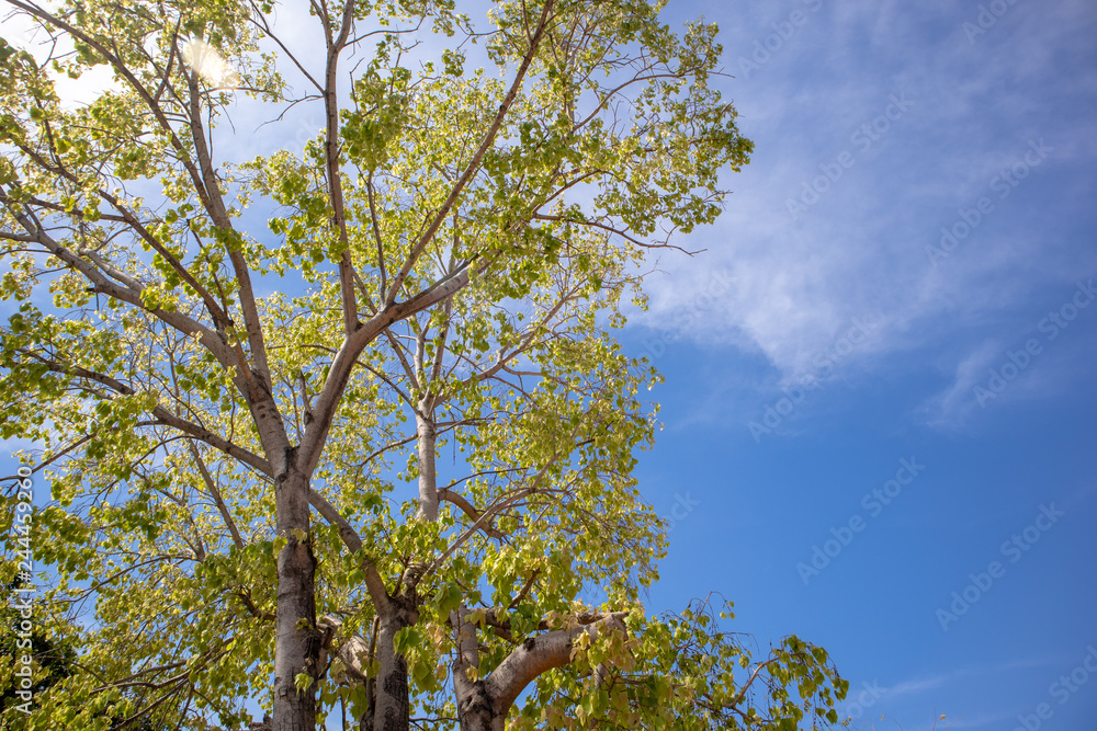 Obraz premium Green fresh Bodhi tree with vivid blue sky.
